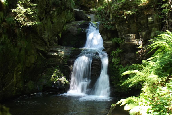 una cascata d'acqua in uno stagno dove prospera la vita