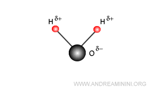 la molecola polare dell'acqua