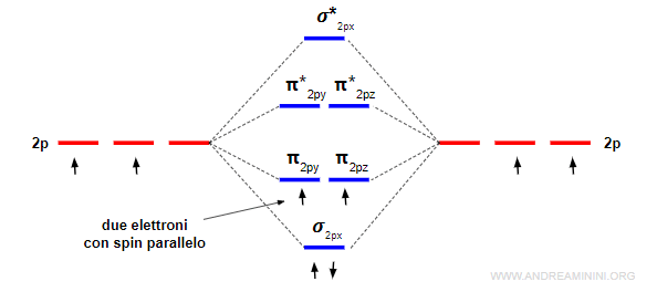 gli elettroni si posizionano sugli orbitali con la stessa energia con spin parallelo