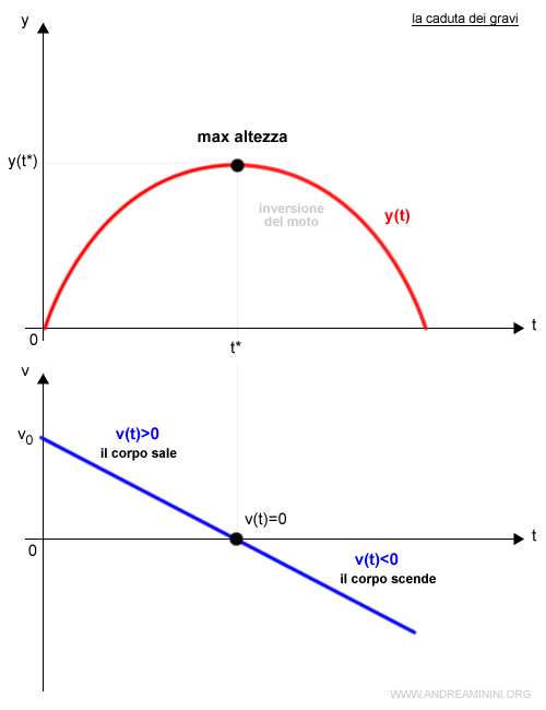 l'altezza massima del corpo