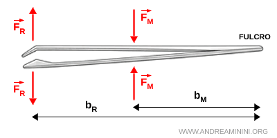 esempio di leva del terzo genere